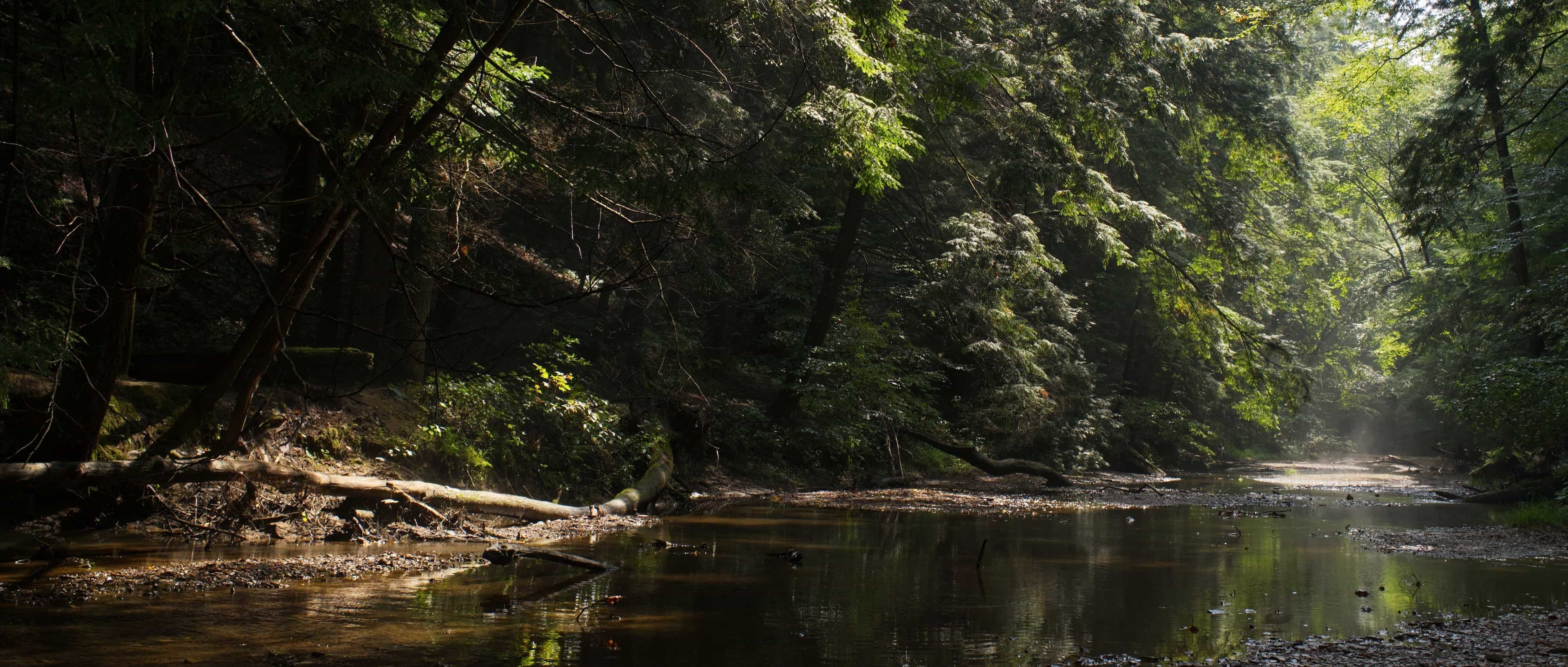 Forest by Stephen Berry